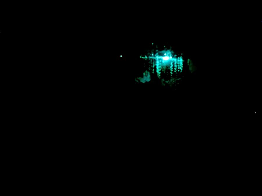 Sydney: Blue Mountains Glow Worms Wild Adventure by Night - Key points worth knowing before you go
