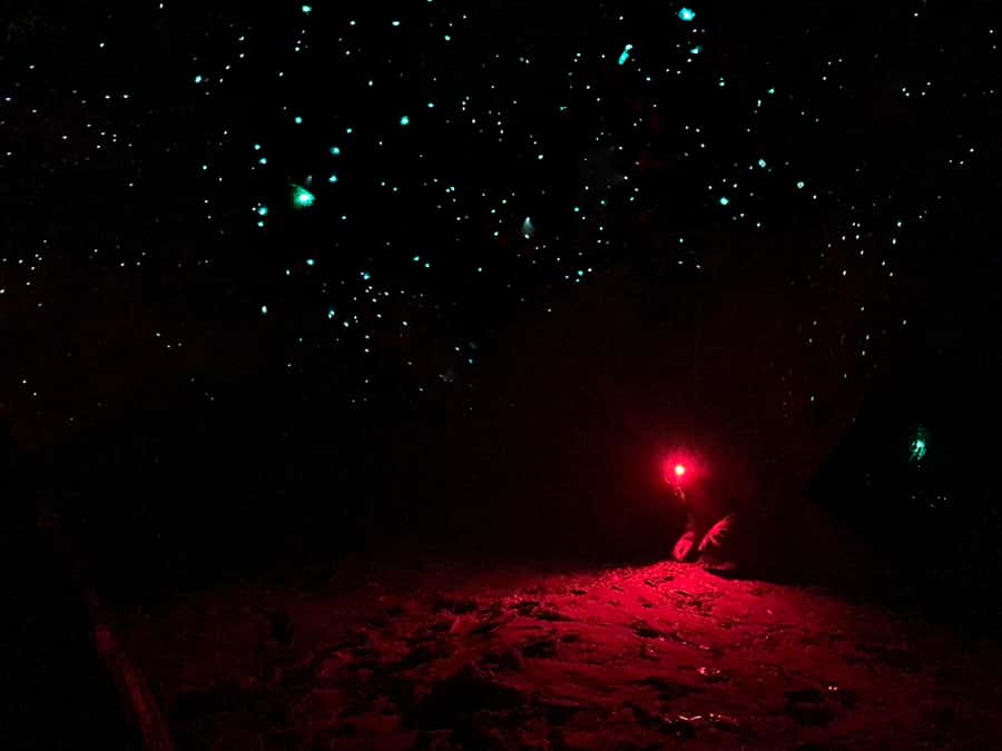 Sydney: Blue Mountains Glow Worms Wild Adventure by Night - Pickup in Sydney: the VIP van plan (and how to not miss it)
