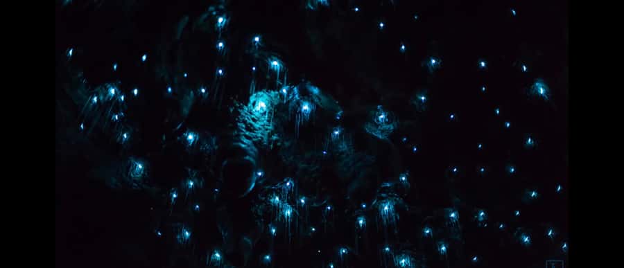 Sydney: Blue Mountains Glow Worms Wild Adventure by Night - The forest walk: headlamps, eye comfort, and wildlife spotting