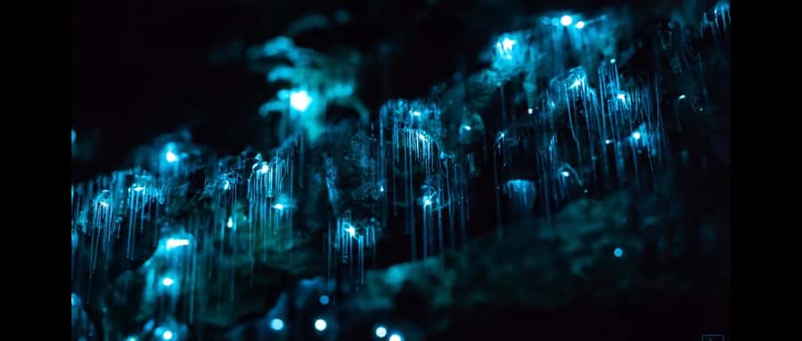 Sydney: Blue Mountains Glow Worms Wild Adventure by Night - What you get for $130: small group value, not just transport