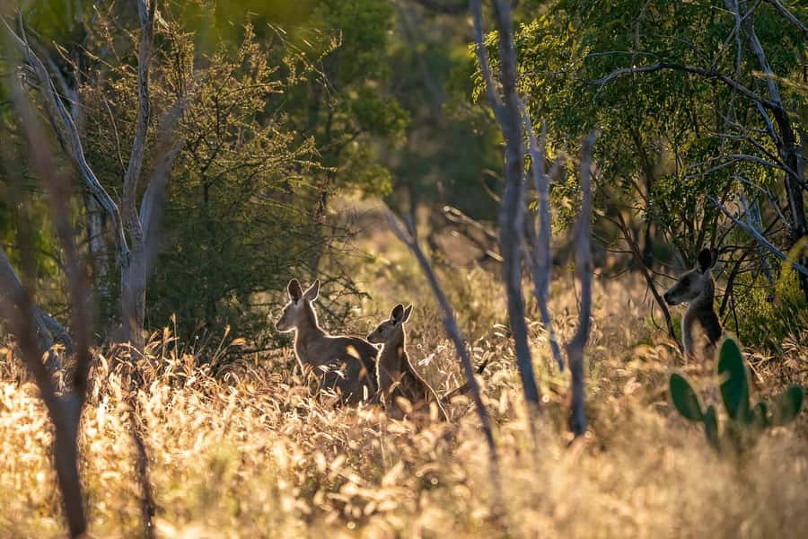 Sydney: Blue Mountains Kangaroos, Wilderness and Sunset Tour - Key highlights at a glance