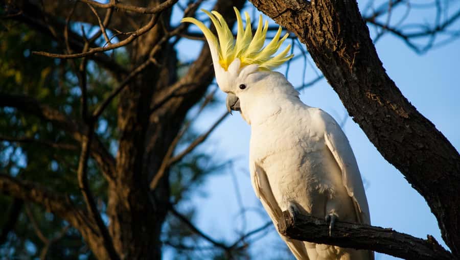 Sydney: Blue Mountains Kangaroos, Wilderness and Sunset Tour - Narrow Neck Plateau: a sunset plan with room to breathe