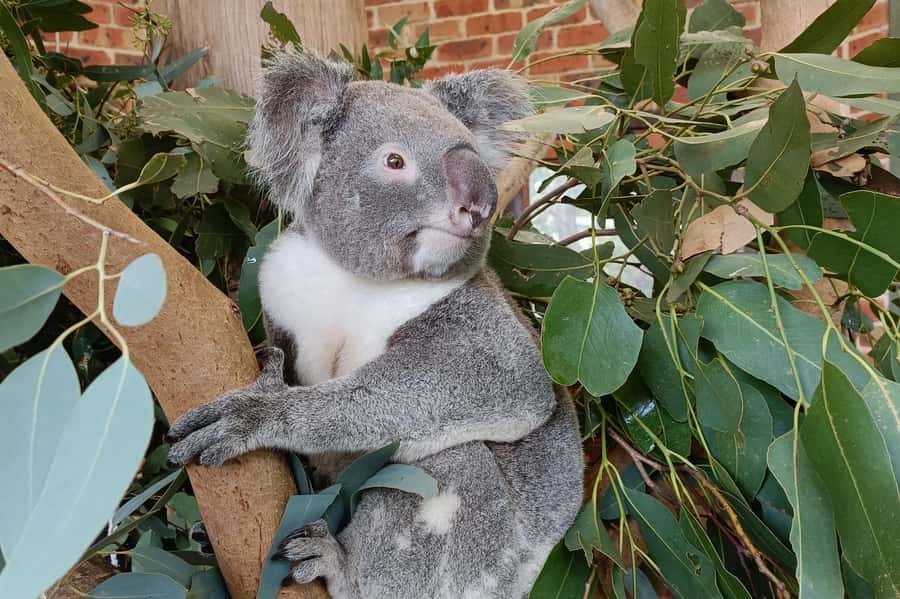 Sydney: Blue Mountains Late Start: Walks, Wildlife & Dinner - Fitness, age rules, and who this tour suits best