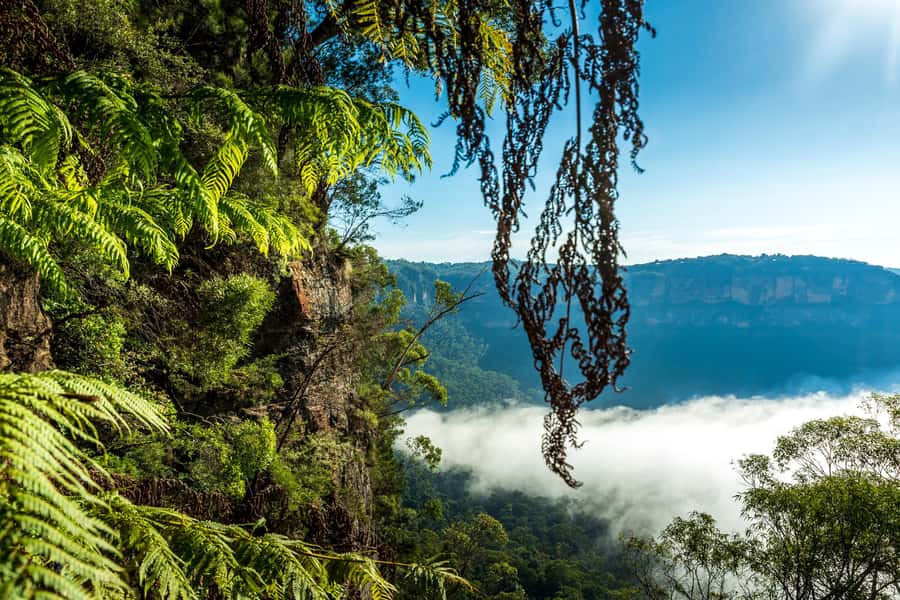 Sydney: Blue Mountains Late Start: Walks, Wildlife & Dinner - Echo Point and the Three Sisters at late afternoon light