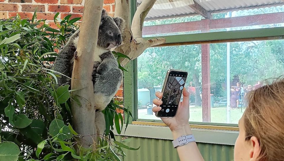 Sydney: Blue Mountains Late Start: Walks, Wildlife & Dinner - Grose Valley walk and Megalong Valley wildlife time