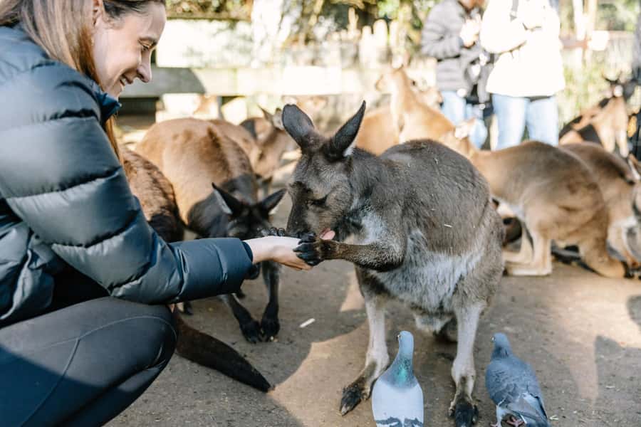 Sydney: Blue Mountains Scenic World, Wildlife Park and Lunch - From Sydney CBD To the Blue Mountains, Without the Headache