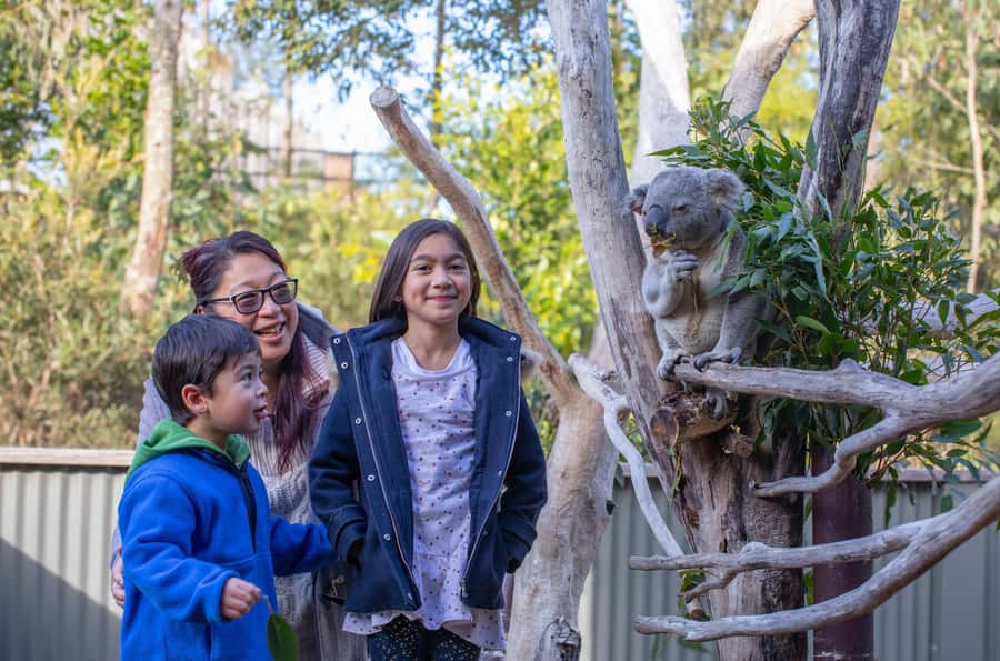 Sydney: Blue Mountains, Scenic World, Zoo & Lincoln's Rock - Echo Point And The Three Sisters: The Iconic Stop You Actually Have Time For