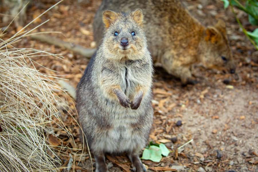 Sydney: Blue Mountains, Scenic World, Zoo & Lincoln's Rock - What I Think Is Actually Good Value Here