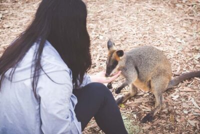 Sydney: Blue Mountains Wildlife & Bushwalk Small-Group Tour - Featherdale Wildlife Park: Close Encounters and a Short, Focused Window