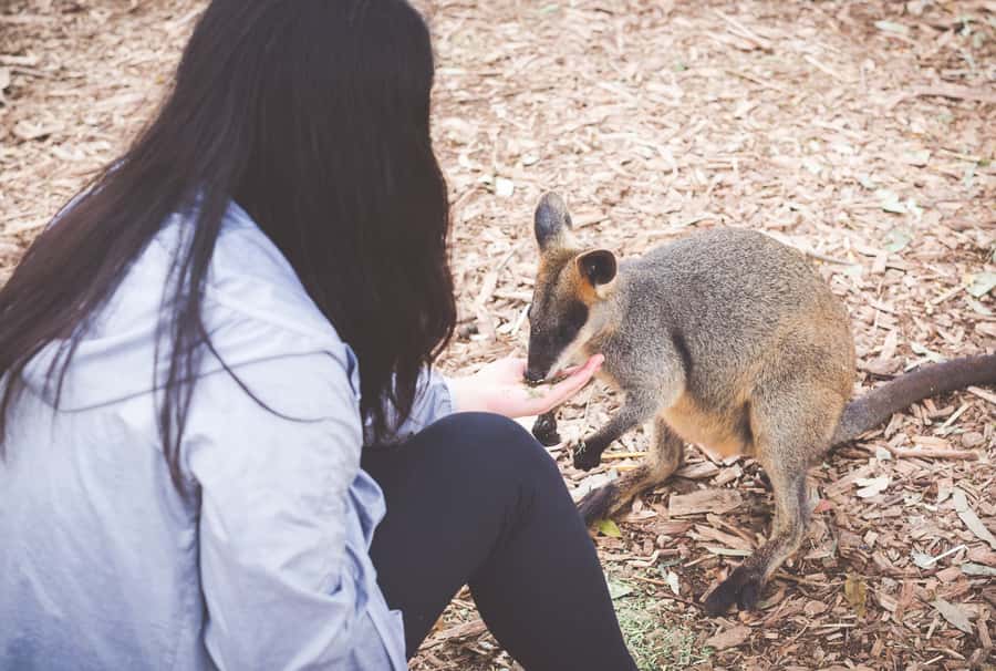 Sydney: Blue Mountains Wildlife & Bushwalk Small-Group Tour - Featherdale Wildlife Park: Close Encounters and a Short, Focused Window