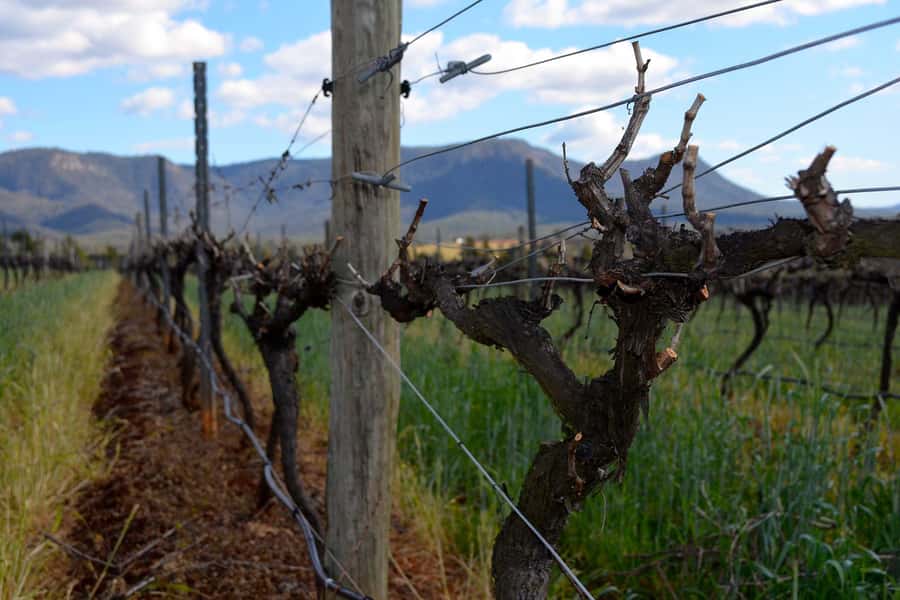 Sydney: Chef-Led Hunter Valley Food & Wine Tour - What to bring (and what you’ll thank yourself for later)