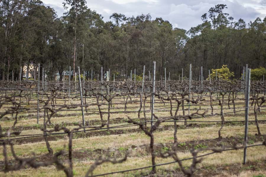 Sydney: Chef-Led Hunter Valley Food & Wine Tour - Small-group energy and how the day stays fun (not frantic)
