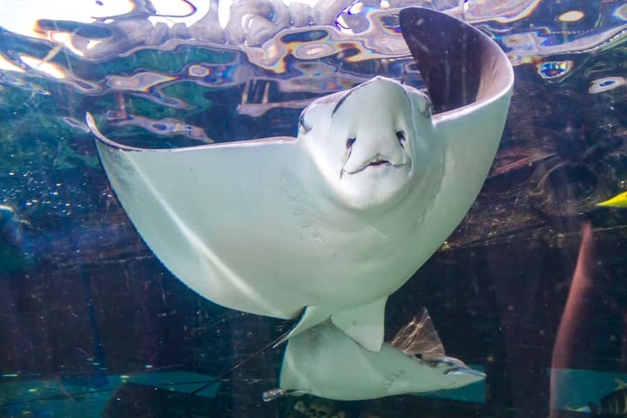 Sydney: Combo Pass for 2, 3, or 4 Top City Attractions - How to Plan Your Month in Sydney Without Rushing