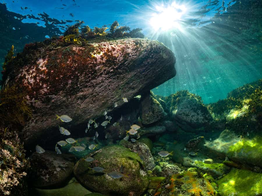 Sydney: Discover Scuba Dive at Australia's most Iconic Beach - Timing: a 4-hour morning that still feels like a real experience