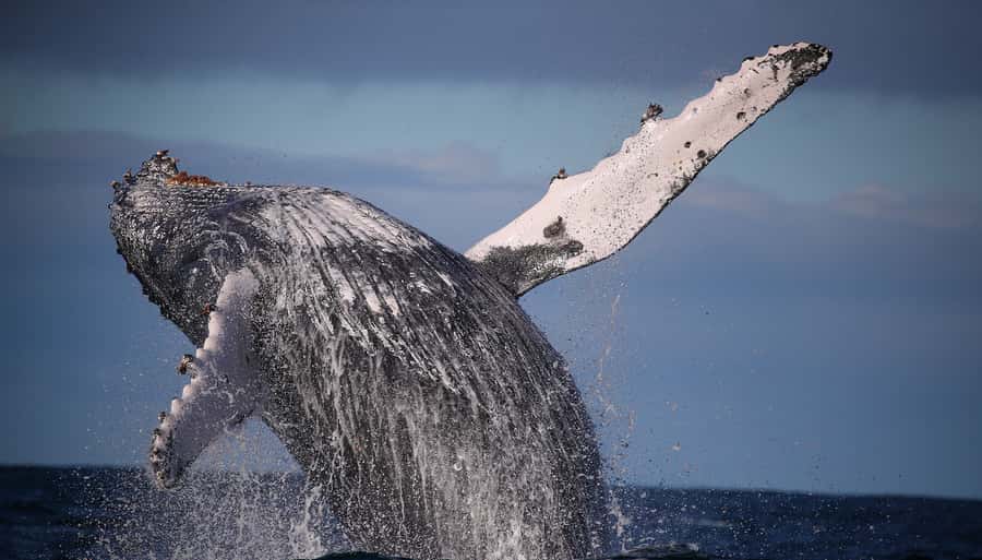 Sydney: Discovery Whale Watching Tour by Catamaran - Key things to know before you go