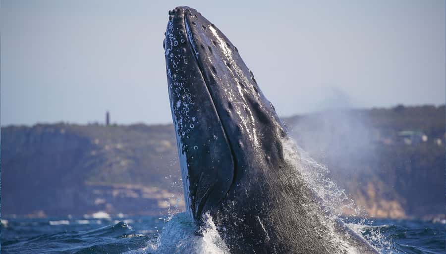 Sydney: Discovery Whale Watching Tour by Catamaran - Darling Harbour To Open Ocean Fast: What the Catamaran Gets You
