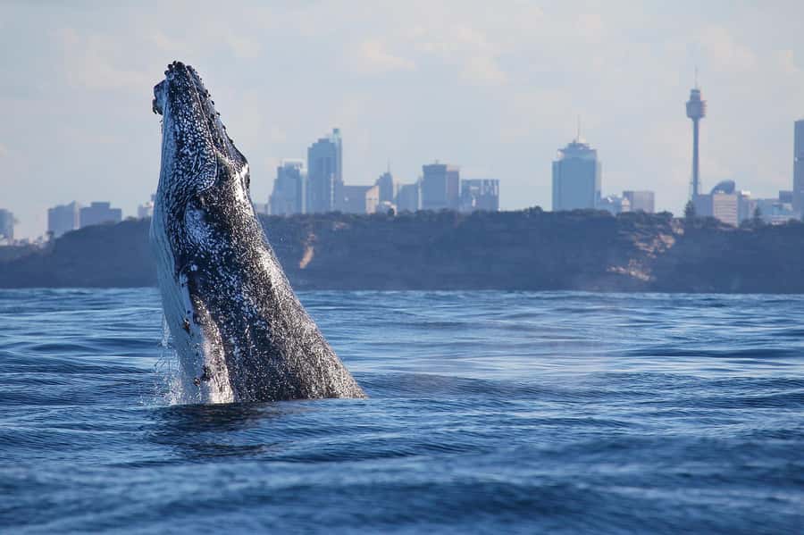 Sydney: Discovery Whale Watching Tour by Catamaran - The Crew and Guide: Safety, Search Skills, and Whale-Spotting