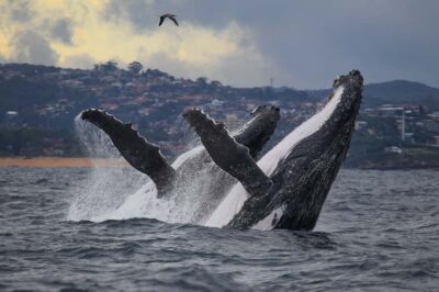Sydney: Discovery Whale Watching Tour by Catamaran - Two-Deck Comfort: Panoramic Windows and Room to Look