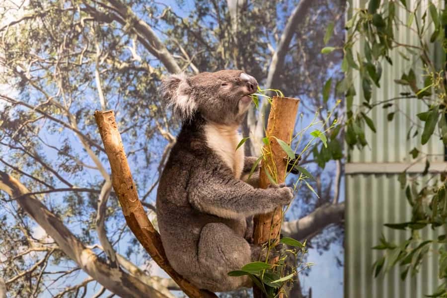 Sydney: Featherdale Wildlife Park Private Tour - Key Highlights at Featherdale (Private Tour, Sydney)