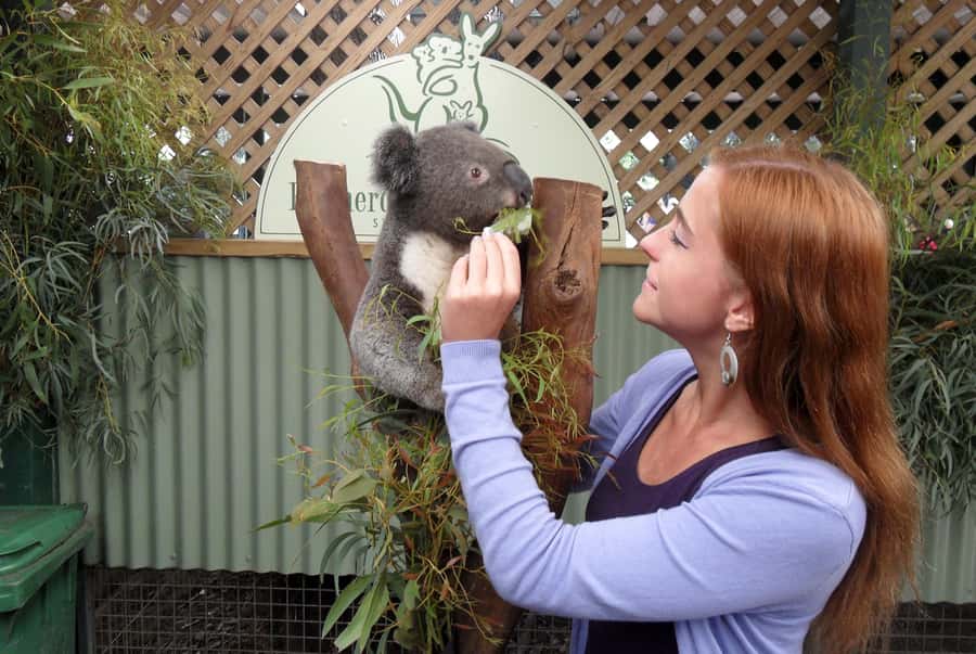 Sydney: Featherdale Wildlife Park Private Tour - Featherdale Wildlife Park in Sydney: why this one works