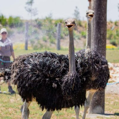 Sydney: Featherdale Wildlife Park Private Tour - The 4-hour private tour: what to expect from pickup to drop-off