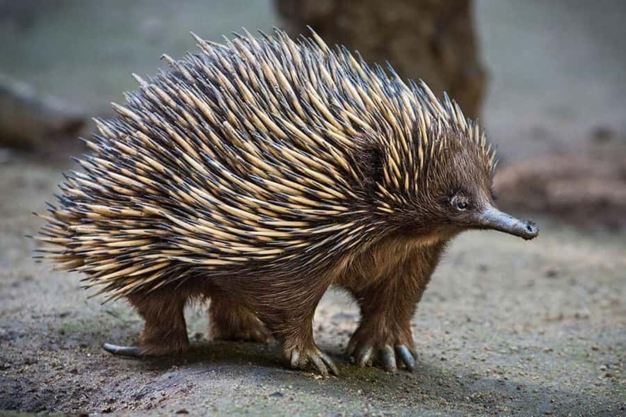 Sydney: Featherdale Wildlife Park Private Tour - Koalas, wombats, dingoes, and the rest of the Australian lineup