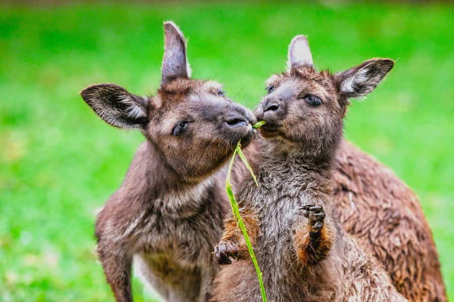 Sydney: Featherdale Wildlife Park Private Tour - Should you book this Sydney Featherdale private tour?