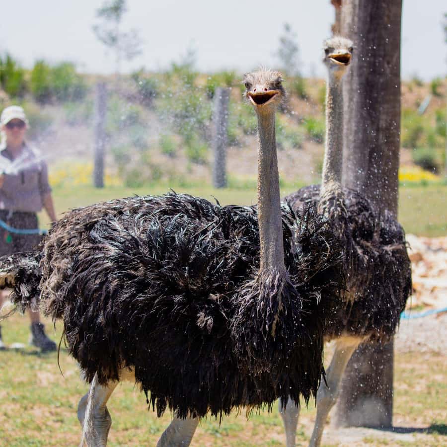 Sydney: Featherdale Wildlife Park Private Tour - The 4-hour private tour: what to expect from pickup to drop-off