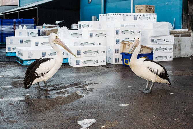 Sydney Fish Market Discovery Tour - Inside the Auction Stands: How a Dutch Auction Actually Works