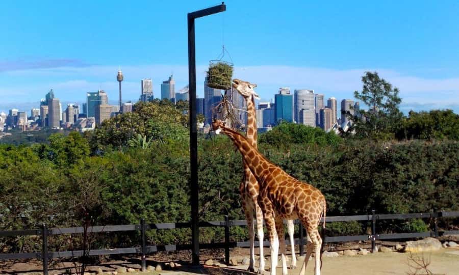 Sydney: Flexi Pass - Pick 3, 5 or 7 Experiences - Evening plans: Lantern Ghost Tours and Sydney true crime nights