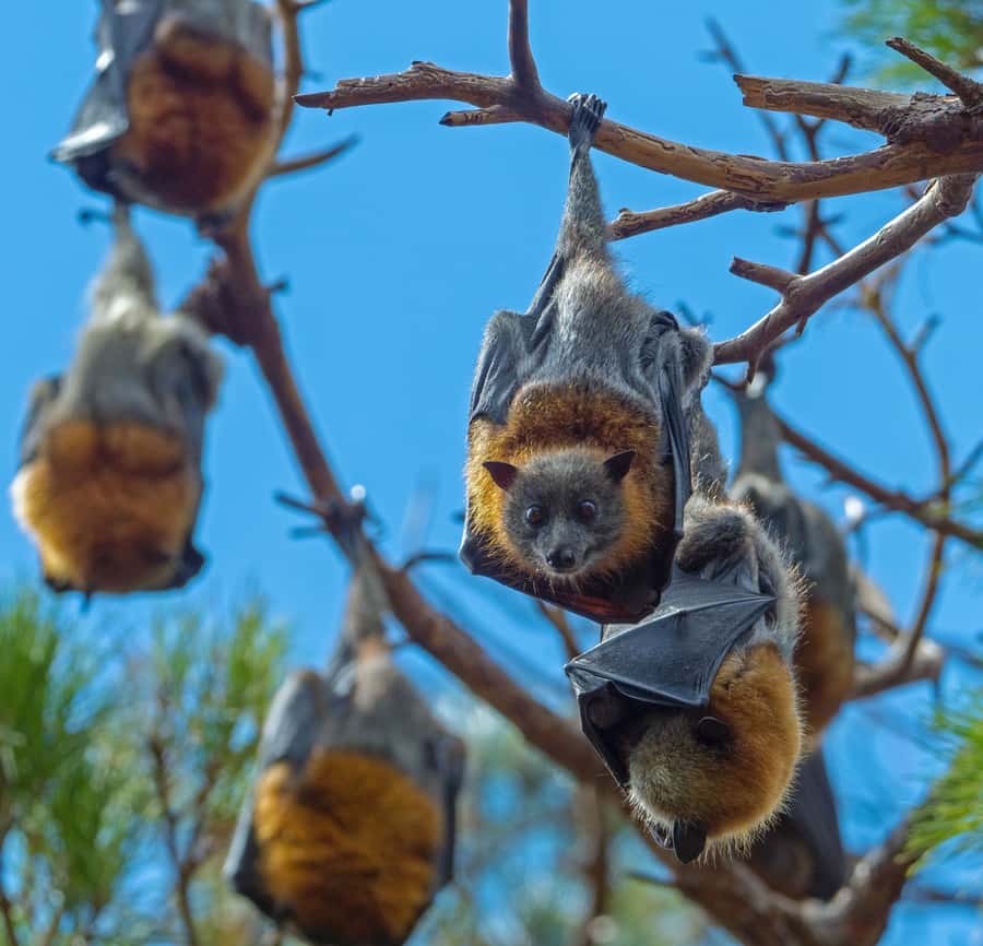 Sydney: Flying Fox Tour, Australia's Largest Bats - Circular Quay pickup and the quick shift into bat country