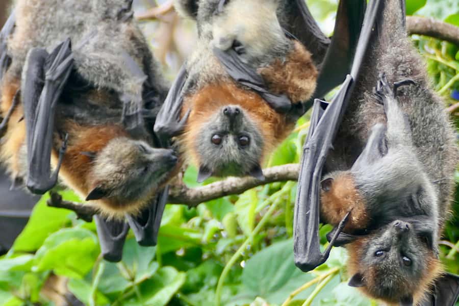 Sydney: Flying Fox Tour, Australia's Largest Bats - Daytime flying fox action: climbing, fighting, and wingbeats