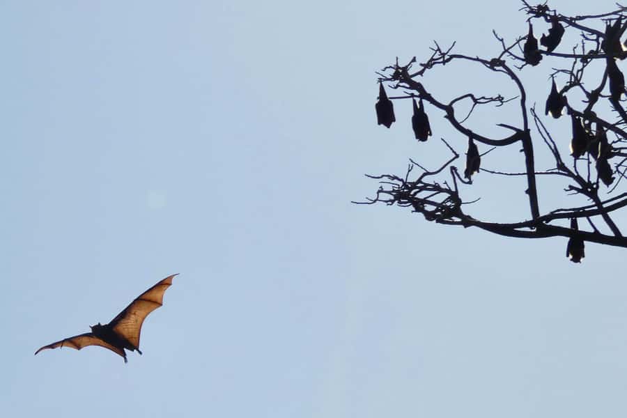 Sydney: Flying Fox Tour, Australia's Largest Bats - High-zoom cameras: the photo plan that removes the guesswork