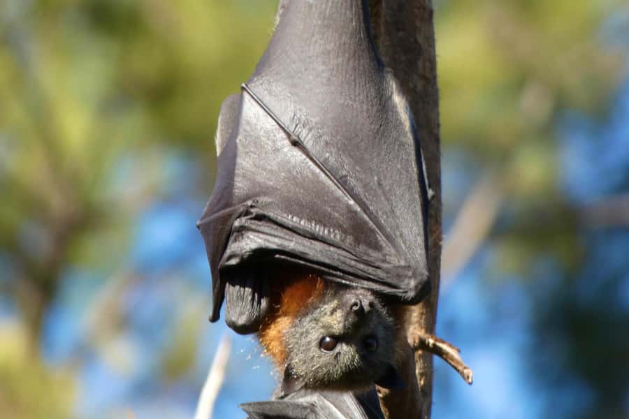 Sydney: Flying Fox Tour, Australia's Largest Bats - Guide support that makes the difference: Damon and Dave’s style