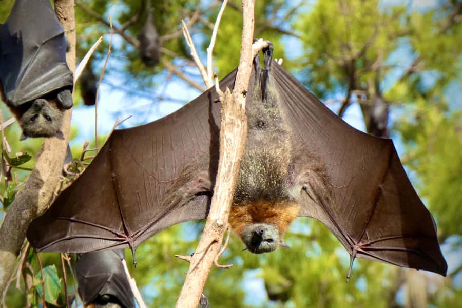 Sydney: Flying Fox Tour, Australia's Largest Bats - Price and value: $49 for a Sydney-only bat encounter