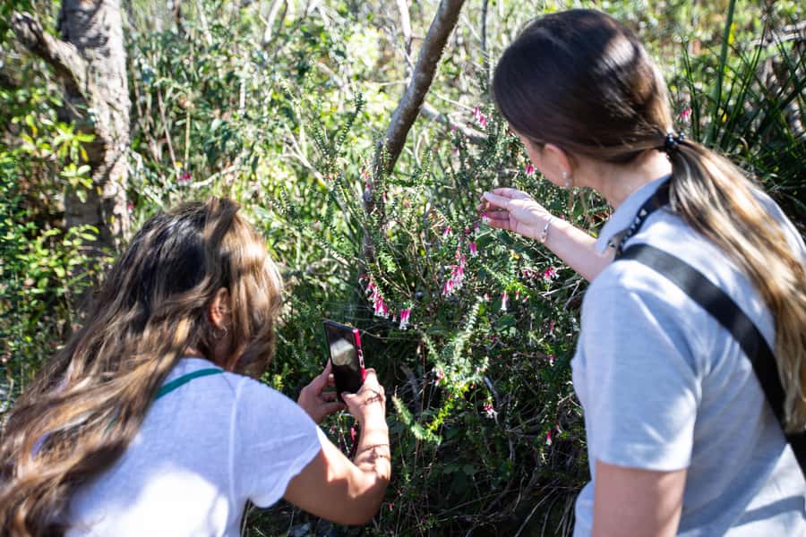Sydney Harbour National Park 2-Hour Walking Tour - Wildlife Time: What You Might See (and How to Increase Your Chances)