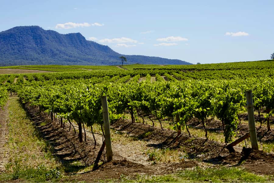 Sydney: Hunter Valley Wineries Day Trip with Food Tastings - The winery day: three stops, plus real buying time