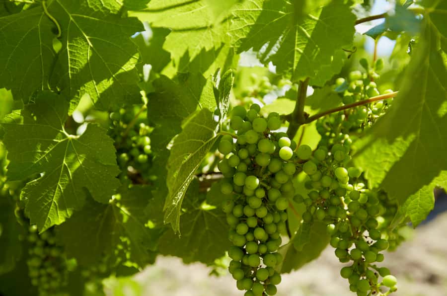 Sydney: Hunter Valley Wineries Day Trip with Food Tastings - Price check: what $336 per person is buying