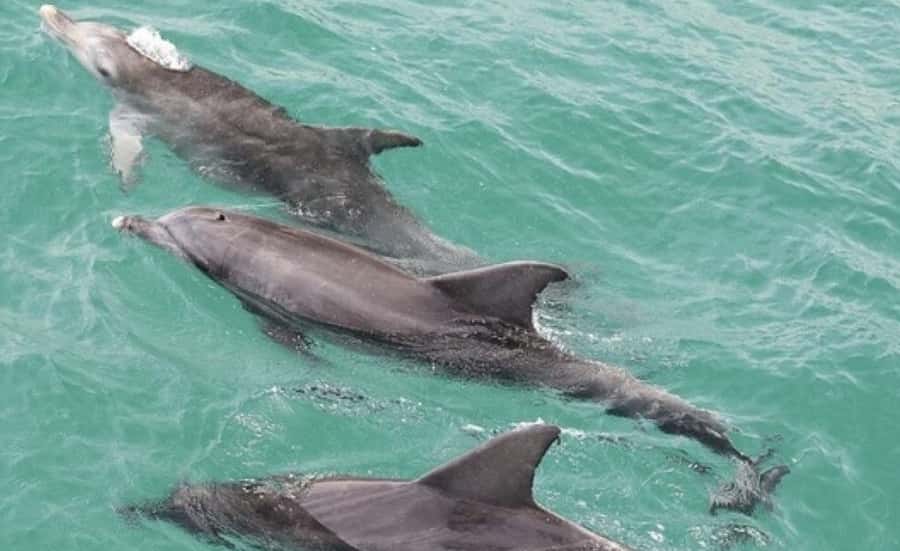 Sydney: Jervis Bay Day Trip with Dolphins, Roos & Beach Time - Royal National Park Break: Short Stop, Fast Reset