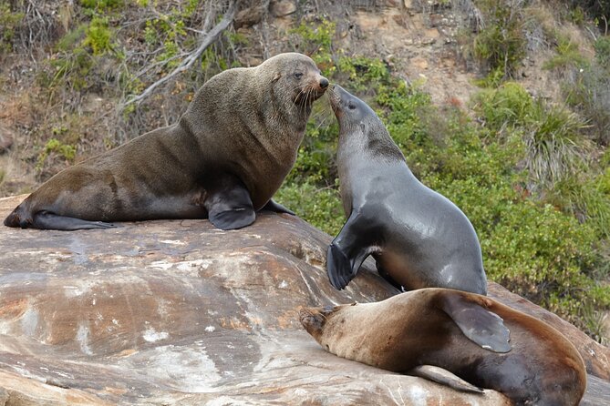Sydney Kayak Seal Encounter Adventure with Gourmet Food - Palm Beach Start: Why This Location Feels Like a Shortcut to Nature