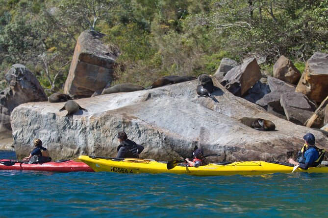 Sydney Kayak Seal Encounter Adventure with Gourmet Food - Paddling to Secluded Beaches: More Than a Wildlife Stop