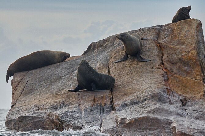 Sydney Kayak Seal Encounter Adventure with Gourmet Food - Timing and Pacing: 4 Hours Is Short Enough to Feel Easy, Long Enough to Matter