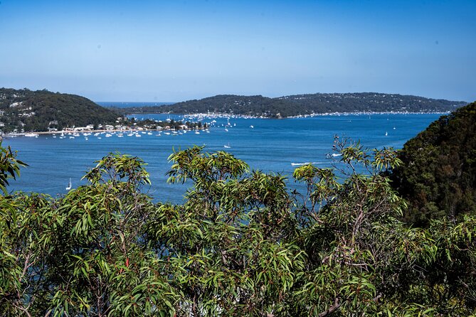Sydney: Ku-ring-gai Chase National Park with Hike, Swim, Picnic - Guide Style: Short Nature Notes, Good Direction, and Attentive Pace