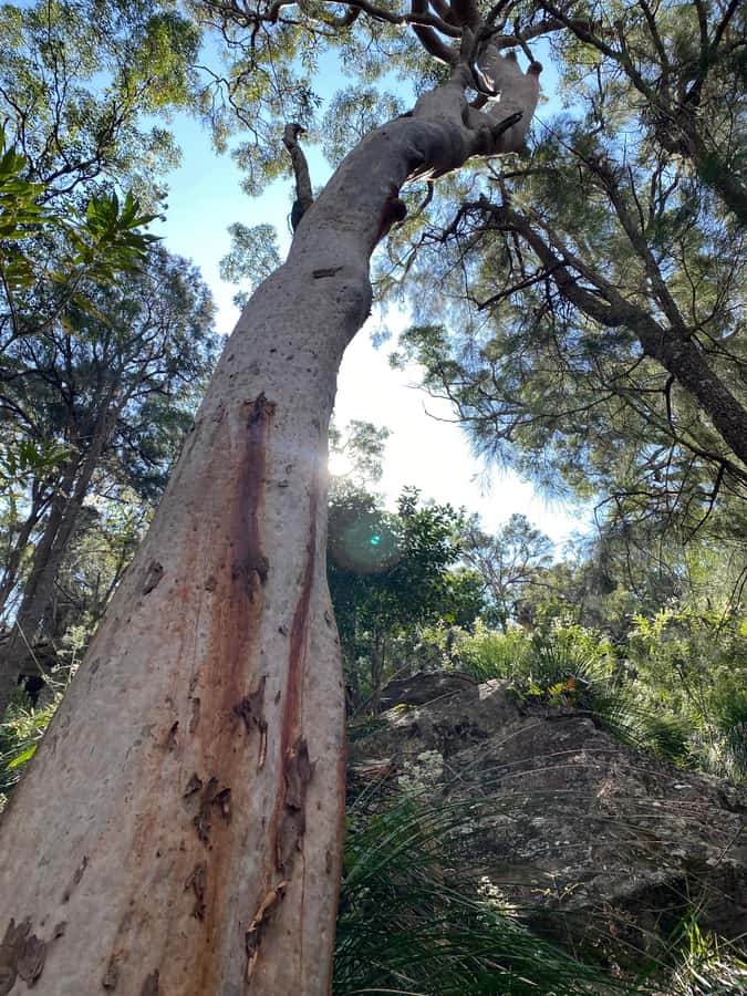 Sydney: Ku-ring-gai National Park with swim and picnic - Ku-ring-gai Chase: the Sydney “wild north” you can reach in one day