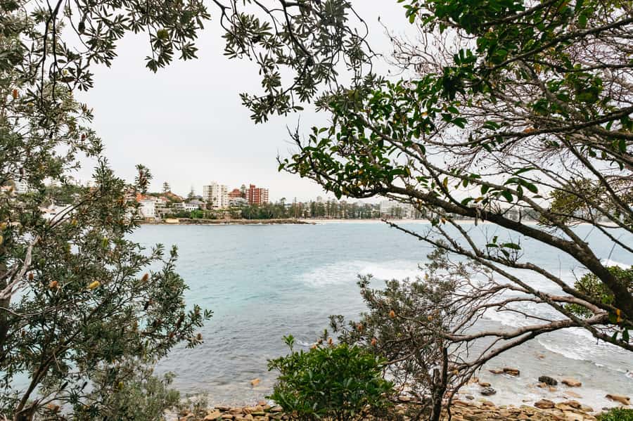 Sydney: Manly and Shelly Beach Snorkeling Tour - What you’ll see: fish, invertebrates, algae, and the Blue Groper angle