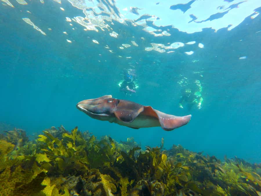 Sydney: Manly and Shelly Beach Snorkeling Tour - Where you’ll start at Shelly Beach, and how to show up ready