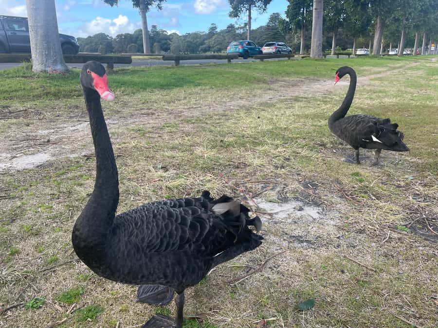 Sydney: Morning Sightseeing Bus to Bondi with Lunch Cruise - Rose Bay, The Gap, and the quick scenic breaks