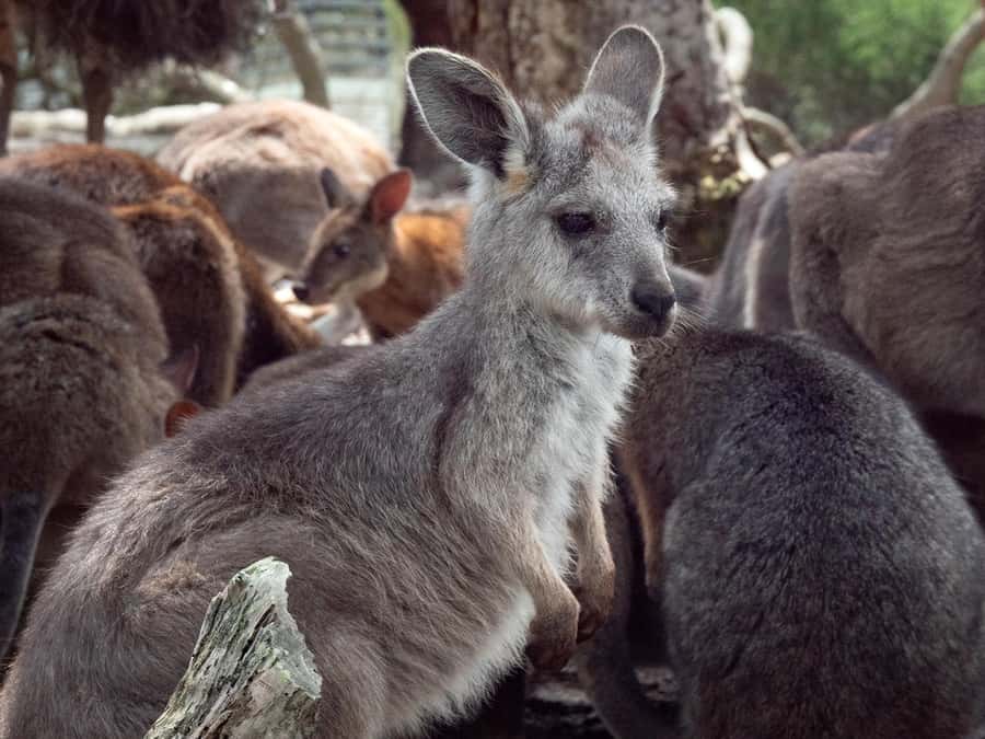 Sydney: Nature and Wildlife - Australia in One Day - Wildlife encounters: koalas, kangaroos, and more than photos