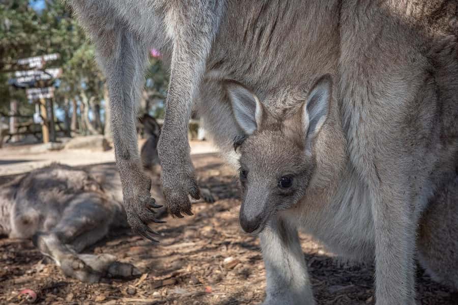 Sydney: Nature and Wildlife - Australia in One Day - Stops for pearls, chocolate, and the kind of lunch that doesn’t feel rushed