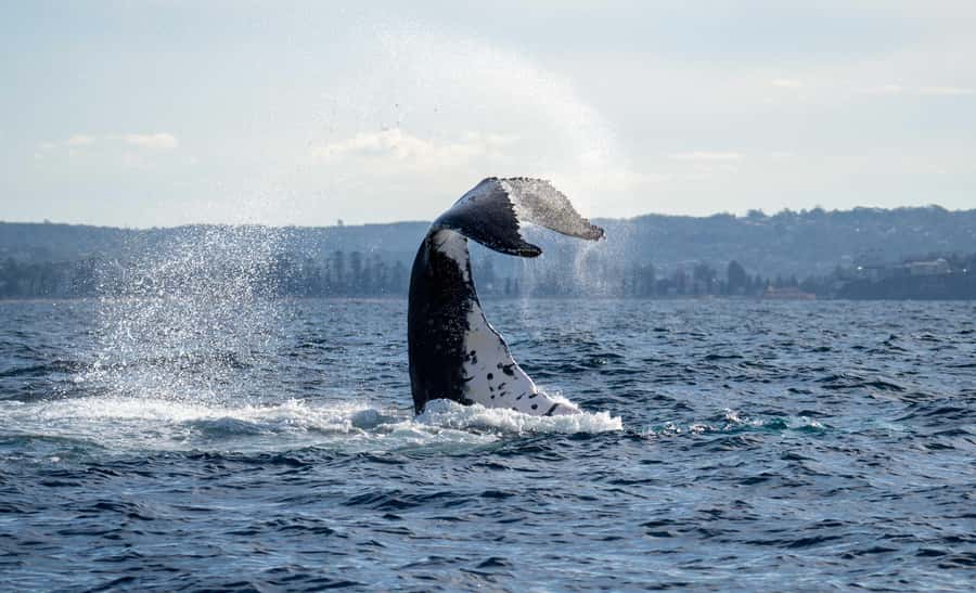 Sydney: Ocean Whale Watching Experience - Key Things I’d Prioritize on This Whale Tales Cruise